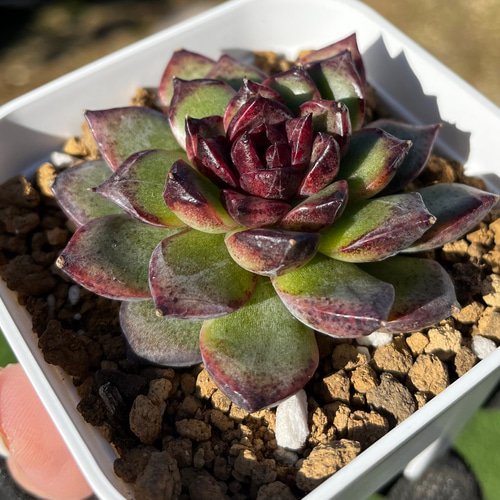 SOLD ブラックベア 厳選韓国苗 ネームタグ付き 多肉植物 〜Green〜多肉
