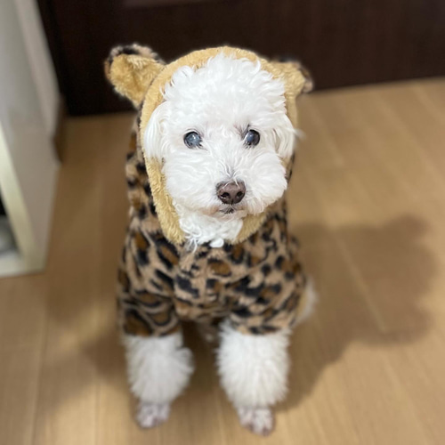 ハンドメイド犬服 ヒョウ柄 ファーコート オーダー頁 フード付きコート