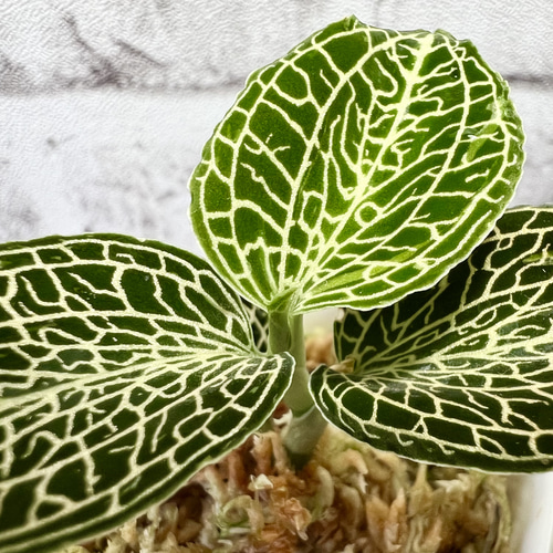 期間限定大特価‼️［ジュエルオーキッド］厳選3株セット 観葉植物】ジュエルオーキッド 【アネクトキルスsp Hybrid】【高級