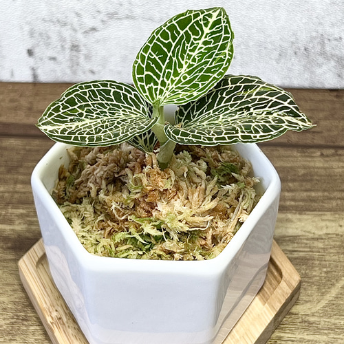 観葉植物】ジュエルオーキッド 【アネクトキルスsp Hybrid 観葉植物】ジュエルオーキッド 【アネクトキルスsp Hybrid