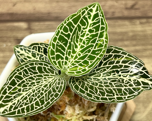 fed920eb4c4e613256ae702cc47f80