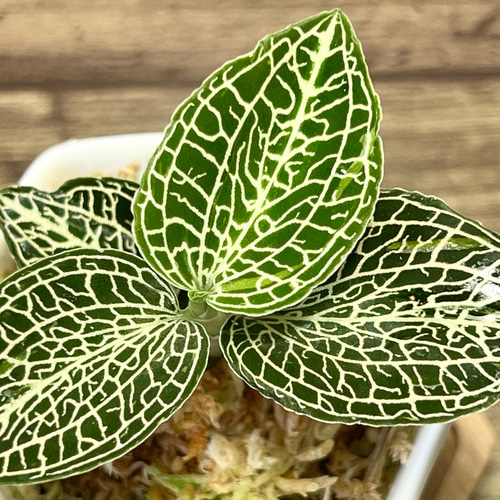 観葉植物】ジュエルオーキッド 【アネクトキルスsp Hybrid 観葉植物】ジュエルオーキッド 【アネクトキルスsp Hybrid