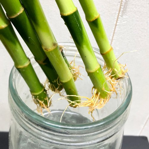 スパイラルバンブー ミリオンバンブー 6本 /40cm3本 50cm3本