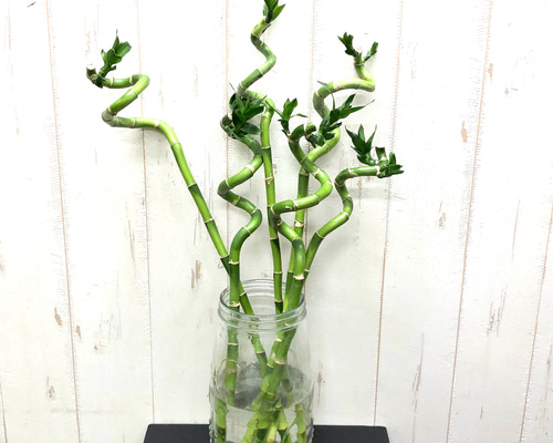 Swarovski ミリオンバンブー Amazon｜【ブルーミングスケープ】土を使わない観葉植物 開運竹