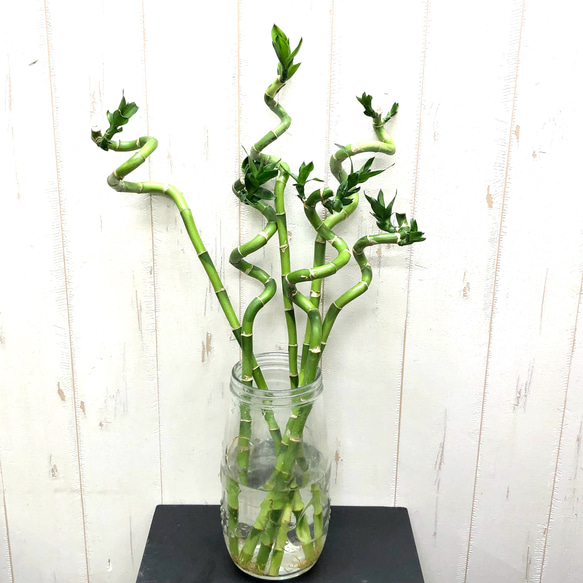 スパイラルバンブー ミリオンバンブー 6本 /40cm3本 50cm3本