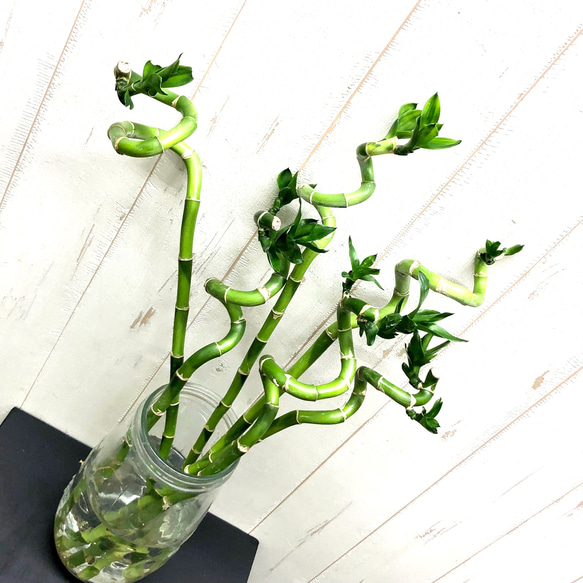 スパイラルバンブー　ミリオンバンブー　6本  /40cm3本 50cm3本 4枚目の画像