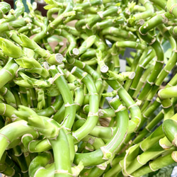 スパイラルバンブー　ミリオンバンブー　6本  /40cm3本 50cm3本 5枚目の画像