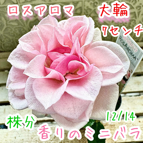 （お得な特別割引価格） 芳香 ミニバラ ロスアロマ クリームピンク 1苗 コロンと可愛い 花
