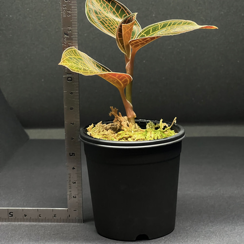 観葉植物】ジュエルオーキッド 宝石蘭【アネクトキルス SP 赤脈