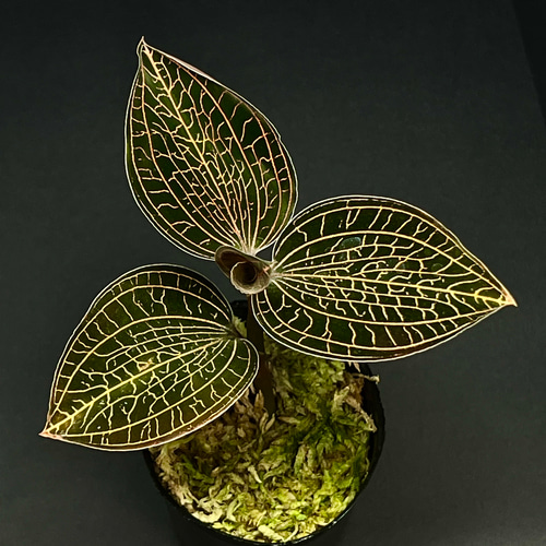 観葉植物】ジュエルオーキッド 宝石蘭【アネクトキルス SP 赤脈タイプ