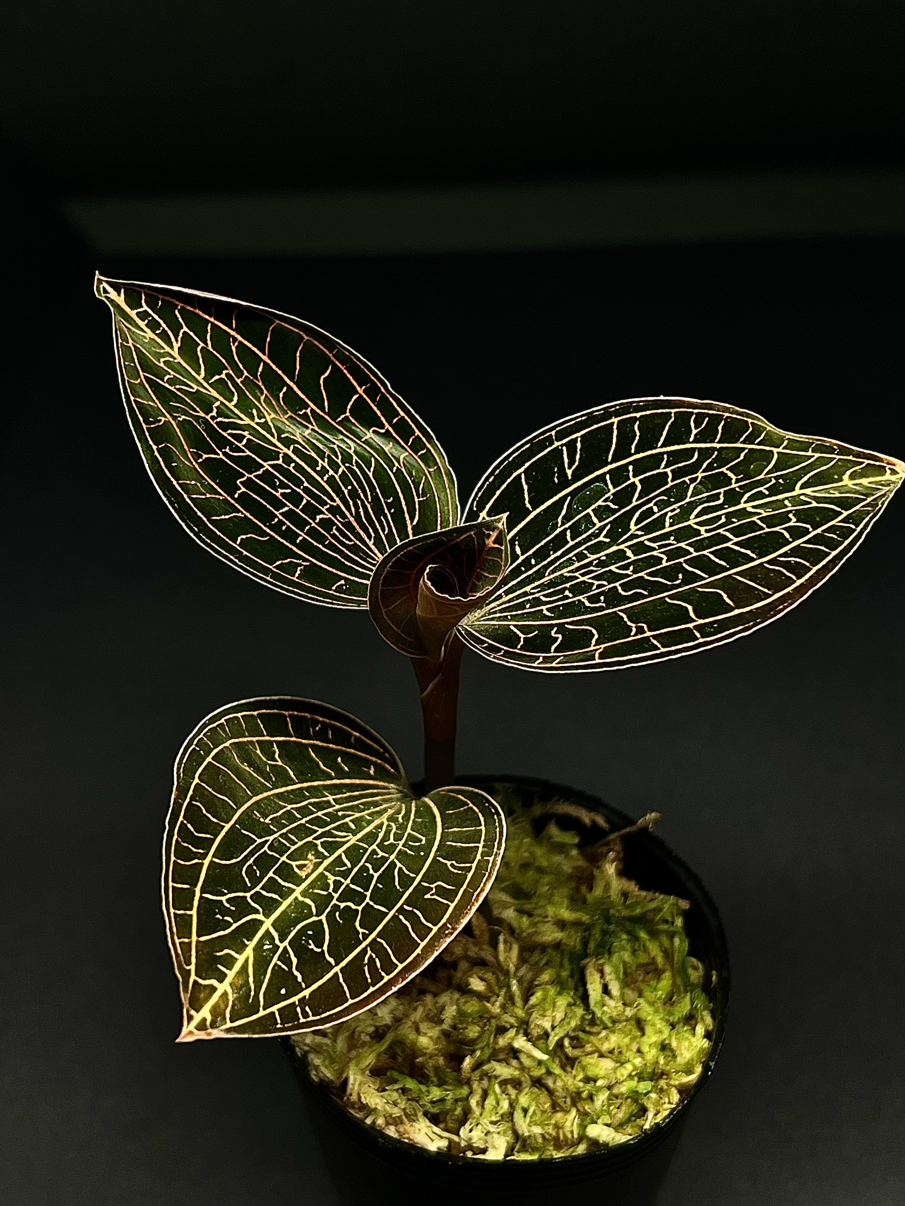 観葉植物】ジュエルオーキッド 宝石蘭【アネクトキルス SP 赤脈