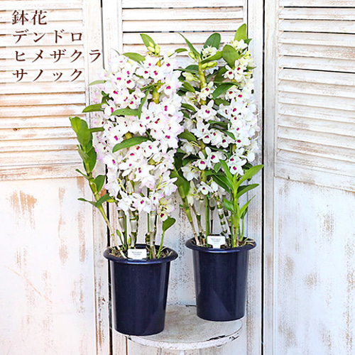 限定2個 花鉢 デンドロビウム ヒメザクラ サノック 6号ポット
