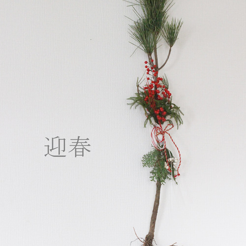 フレッシュ根引松のお飾り しめ縄・しめ飾り petit chocolat 通販