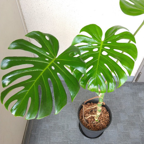 現品】モンステラ デリジオーサ根上がり 観葉植物 大葉に深い