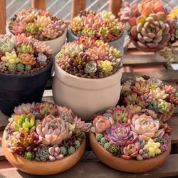 80-2 最終出品 【おまかせ】 多肉植物 カット苗 80個以上 60