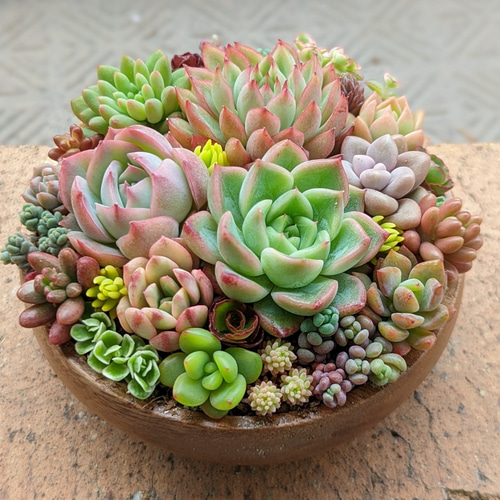 多肉植物寄せ植え❤️ e75b432d4b2c829161496459c3340f