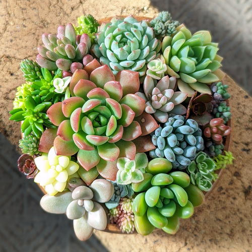 ⭐️ 朧月 いっぱ～い⭐️エケベリア 強健多肉 寄せ植え 多頭 鉢内全部 ⭐️朧月 複数株⭐️ 15頭以上 エケベリア 強健多肉 寄せ植え 多頭