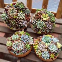 予約12月発送】多肉 おまかせ寄せ植え 鉢ごと発送【オーダー】 多肉  