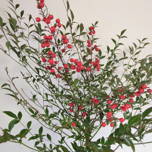 南天(葉・枝付き) ドライフラワー nyao-mery 通販 17008439｜Creema