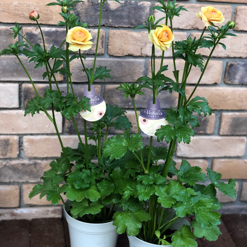 ラナンキュラス 「ラックス」今期初お目見え♡5号大苗 その他素材 Comu