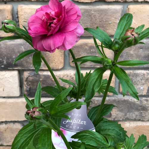 ラナンキュラス 「ラックス」今期初お目見え♡5号大苗 その他素材 Comu