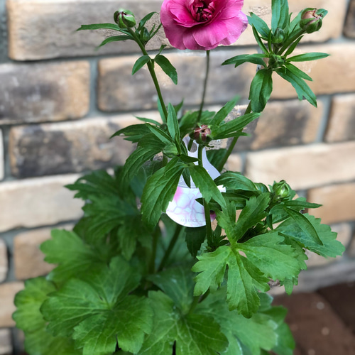 ラナンキュラス 「ラックス」今期初お目見え♡5号大苗 その他素材 Comu