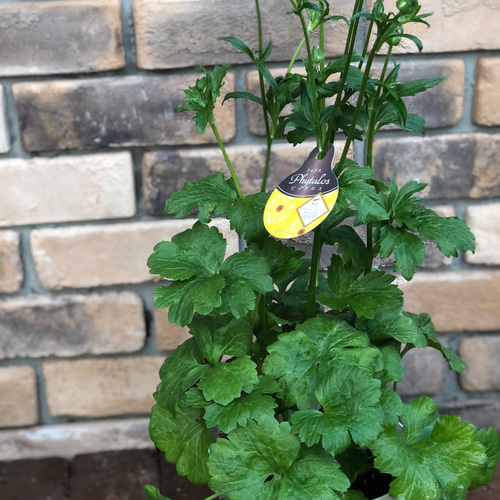 ラナンキュラス 「ラックス」今期初お目見え♡5号大苗 その他素材 Comu