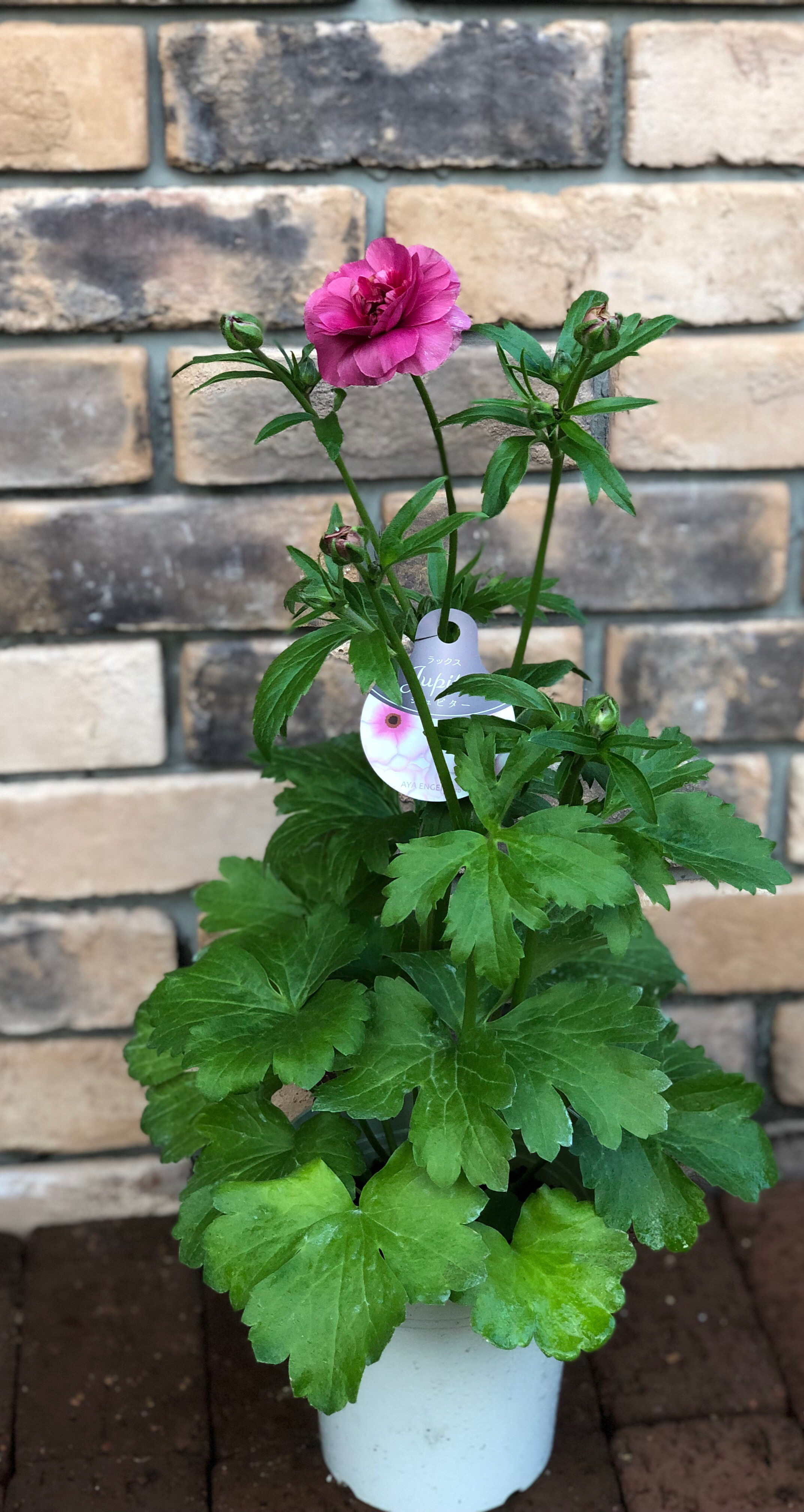 専用 ラナンキュラス♡ラックス 92bd6784a10d028827de4c478f29d2