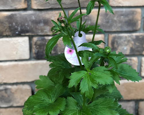 専用 ラナンキュラス♡ラックス 楽天市場】【当店農場生産】ラナンキュラス ラックス サティロス 9