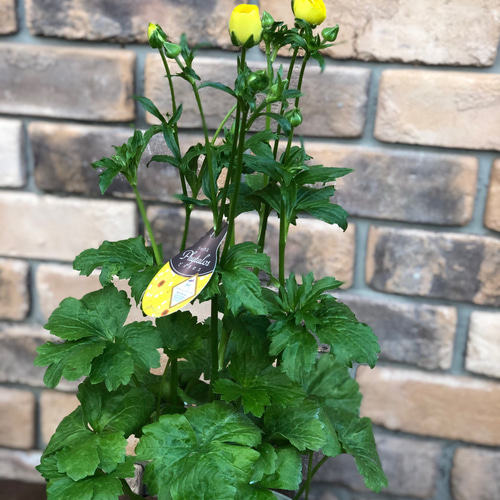 ラナンキュラス 「ラックス」今期初お目見え♡5号大苗 その他素材 Comu