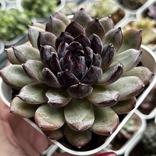 ウォングム農場◎ジェムストーン◎多肉植物 カット苗 輸入苗 エケベリア等 SOLD ジェムストーン 厳選韓国苗 ネームタグ付き 多肉植物 〜Green