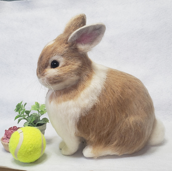 羊毛フェルト オーダー 「リアルで可愛いウサギちゃん」ネザーランド うちの子 ペット ぬいぐるみ 4枚目の画像