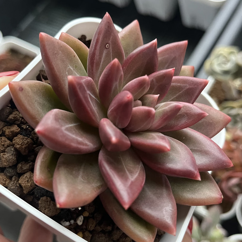 SOLD チボリ 厳選韓国苗 ネームタグ付き 多肉植物 〜Green〜多肉畑