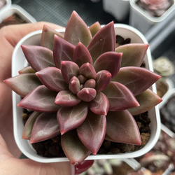 SOLD チボリ 厳選韓国苗 ネームタグ付き 多肉植物 〜Green〜多肉畑