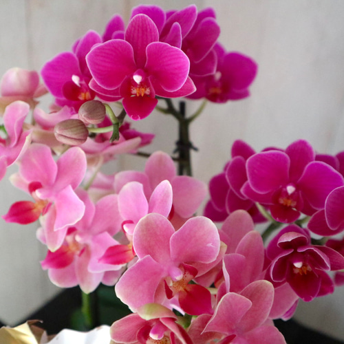 専用＊迎春2024 胡蝶蘭ピンク   正月飾り(フェイク) 専用＊迎春2024 胡蝶蘭ピンク 正月飾り(フェイク) 専用＊迎春2024 胡蝶