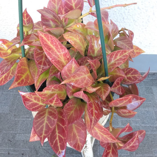 現品】希少種 珍しい ホヤ 【オブスクラ】 サクラン 観葉植物 吊り鉢 5