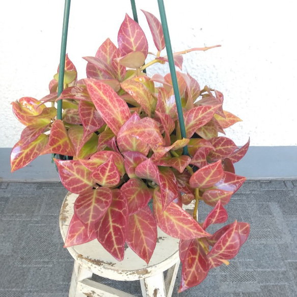 現品】希少種 珍しい ホヤ 【オブスクラ】 サクラン 観葉植物