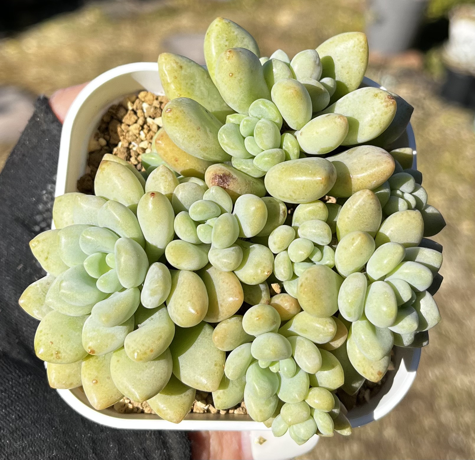 ジェミニ大苗多肉植物02