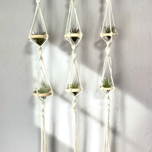 △受注制作△エアープランツハンガー 5連 △受注制作△エアープランツ