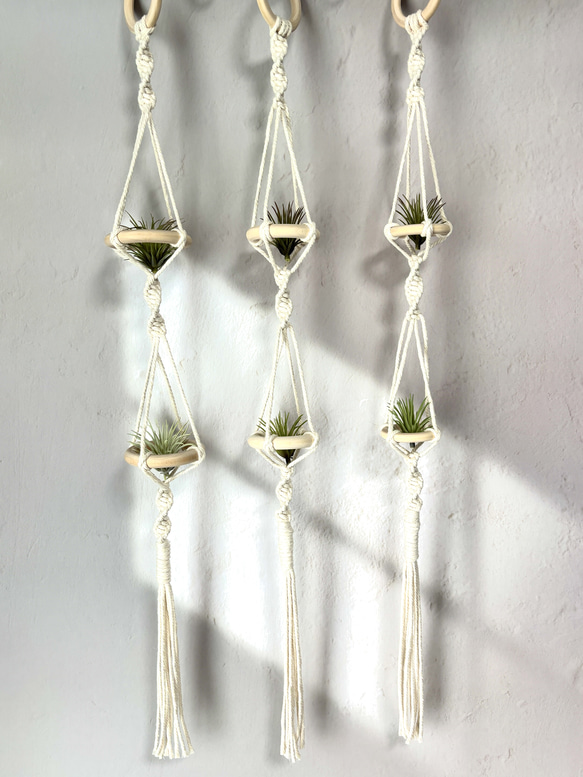 ▲受注制作▲エアープランツハンガー 5連 △受注制作△エアープランツハンガー 5連