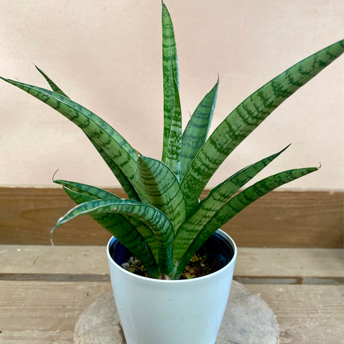 観葉植物 サンスベリア ハイブリット ホーリー 多肉植物 plant life