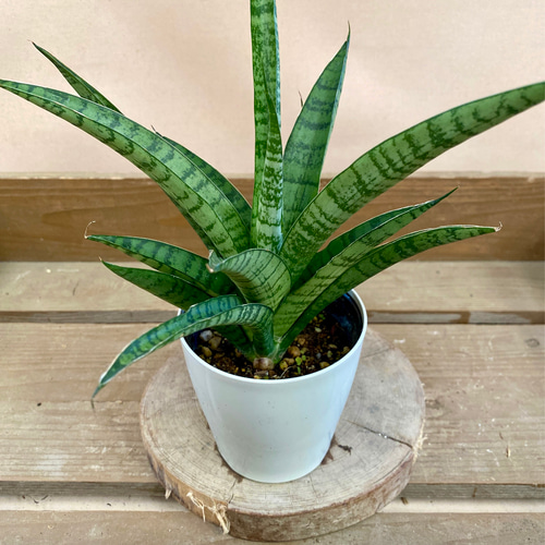 サンスベリア　ハイブリット　ホーリー　陶器鉢　植え込み発送 観葉植物 サンスベリア ハイブリット ホーリー 多肉植物 plant life