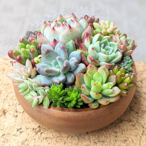 特大サイズ！！ 盆栽鉢の多肉植物の寄せ植え 鉢ごと発送します