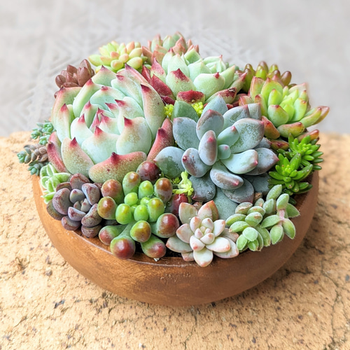 No.562 ❁ピーチデーモン❁ 現品 苗 多肉植物 寄せ植え No.562 ❁ピーチデーモン❁ 現品 苗 多肉植物 寄せ植え ピーチ