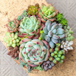 多肉 寄せ植え 鉢ごと発送 ① 多肉植物 mapi 通販 17012880｜Creema