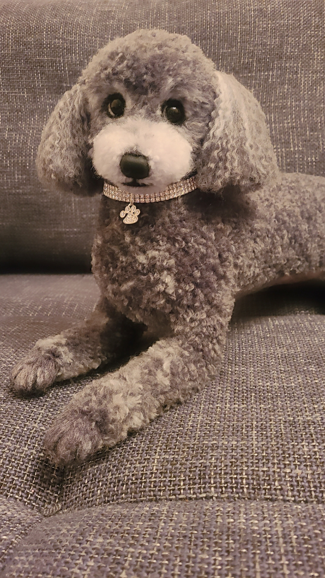 ♡リアル実物大ワンちゃん♡