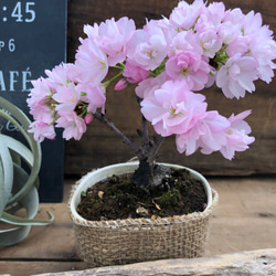 一才桜♡3.5号♡即完売♡テーブルで楽しむ♡旭山♡ガーデニング♡観葉植物 8枚目の画像