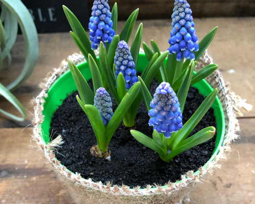 Pommyyn 電球移植、ガーデニング電球プランター, フラワープランター