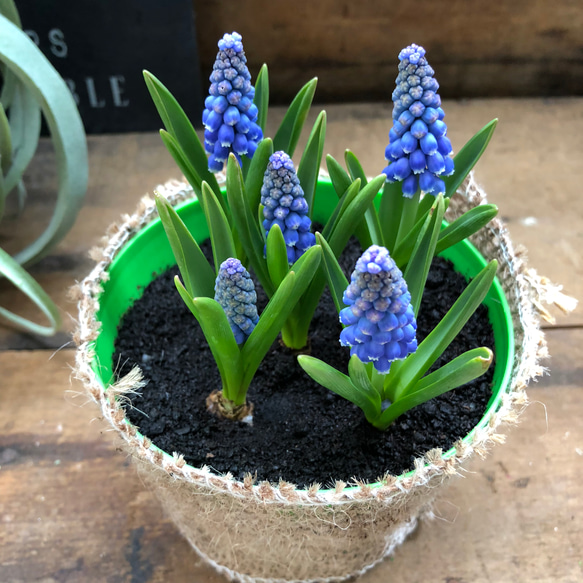 ムスカリ♡毎年咲きます♡人気♡寄せ植え♡球根♡ガーデニング♡インテリア♡観葉植物 1枚目の画像