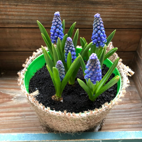 ムスカリ♡毎年咲きます♡人気♡寄せ植え♡球根♡ガーデニング♡インテリア♡観葉植物 5枚目の画像